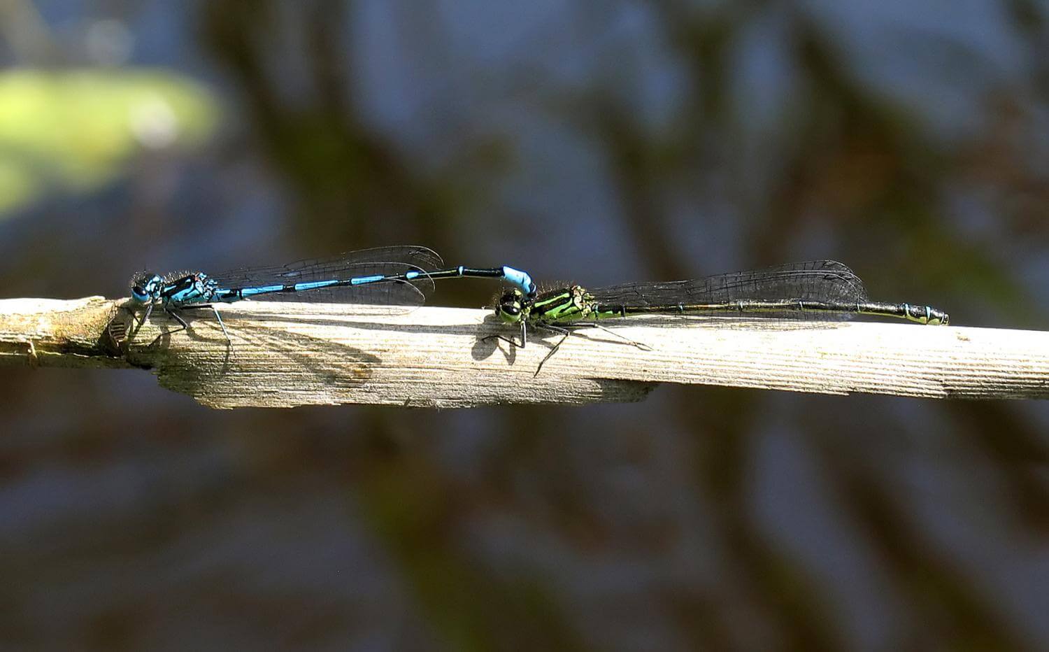 tandem Variable Damselfly by David Kitching